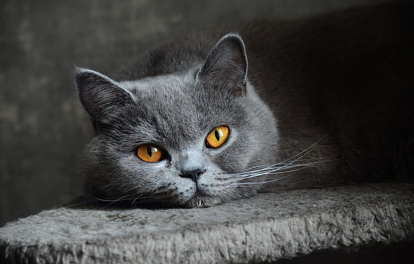 cat, eyes, look, grey, blue, British, Shorthair HD wallpaper