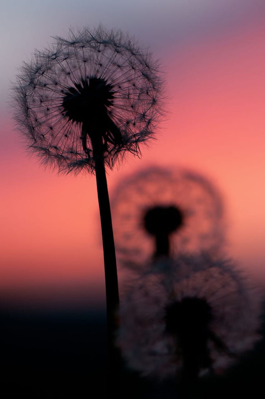 przejrzystość o zachodzie słońca. Uspokajający, Dandelion, Piękne tło, Cute Dandelion Tapeta na telefon HD