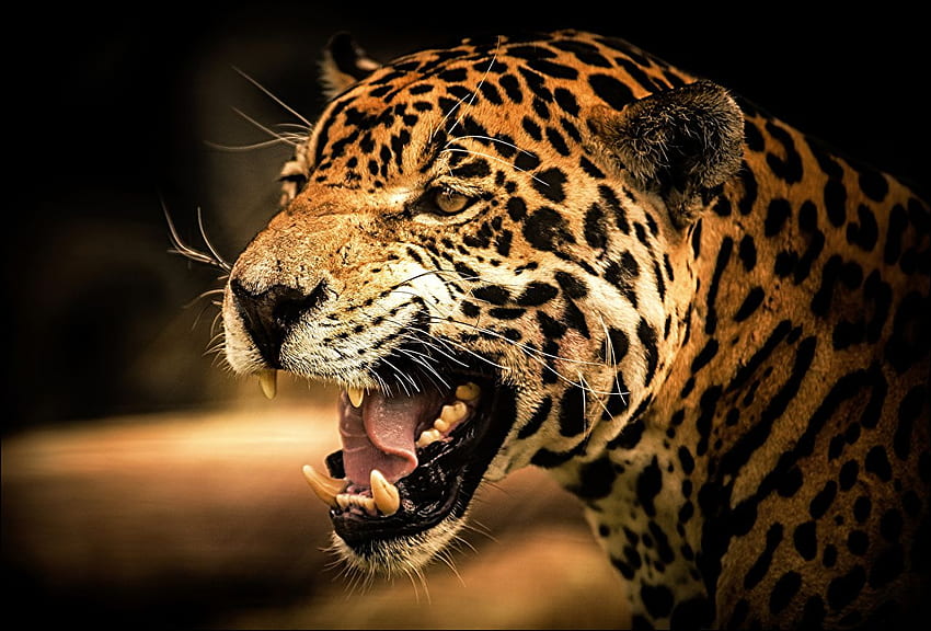 jaguar Grandes felinos Roar Head Animals, Angry Jaguar papel de parede HD