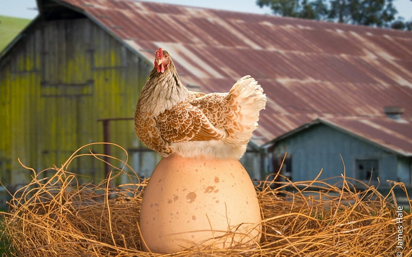 Who's happy?, chicken, egg, creative, feather, fantasy, situation, funny, nest HD wallpaper