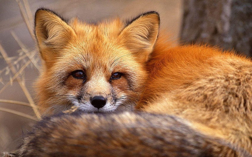Animals, Fox, To Lie Down, Lie, Relaxation, Rest, Tail, Fur HD wallpaper