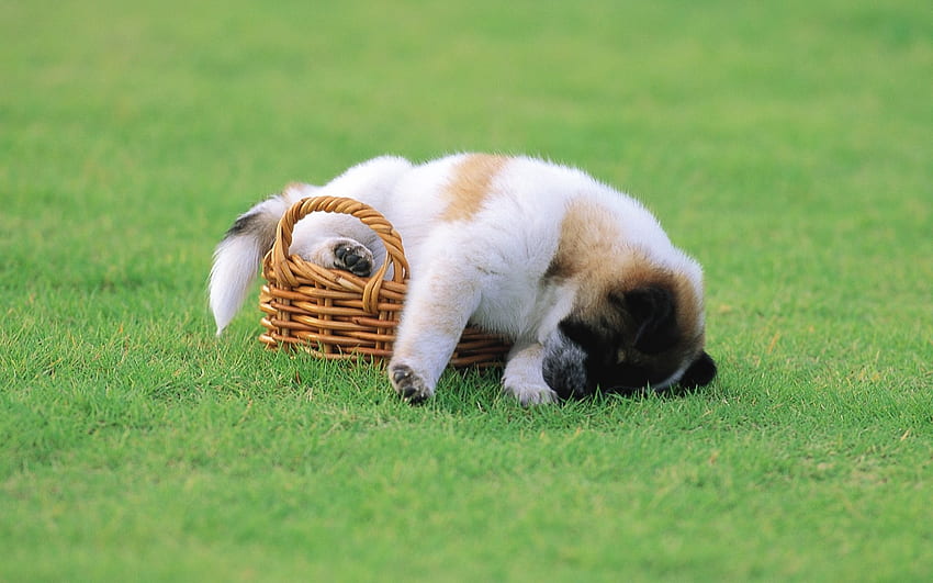 puppy in a basket, dog, basket, puppy, canine, grass HD wallpaper