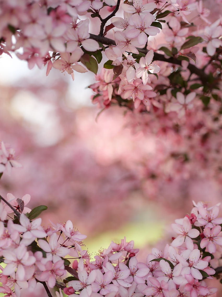 꽃 배경, 국가 봄 꽃 Hd 전화 배경 화면 | Pxfuel