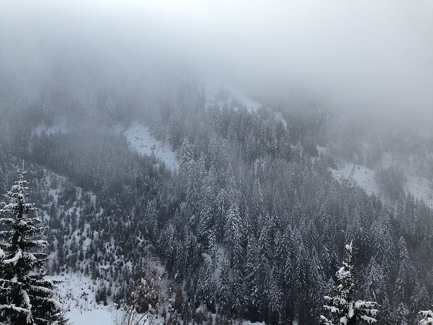 Natura, drzewa, góry, sosna, śnieg, mgła Tapeta HD