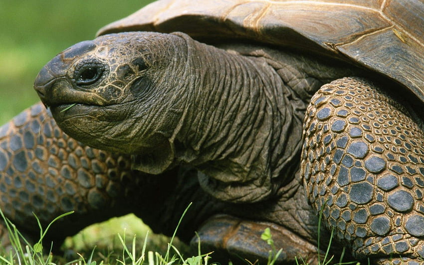 Animals, Grass, Head, Carapace, Shell, Turtle HD wallpaper