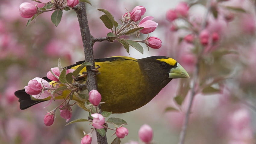 Spring, animal, bird, bloom, branch, pink, season, flower, yellow, nature HD wallpaper