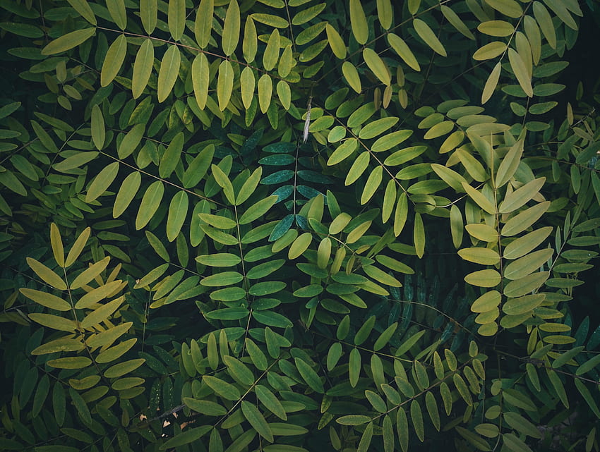Hojas, ramas verdes, arbusto fondo de pantalla