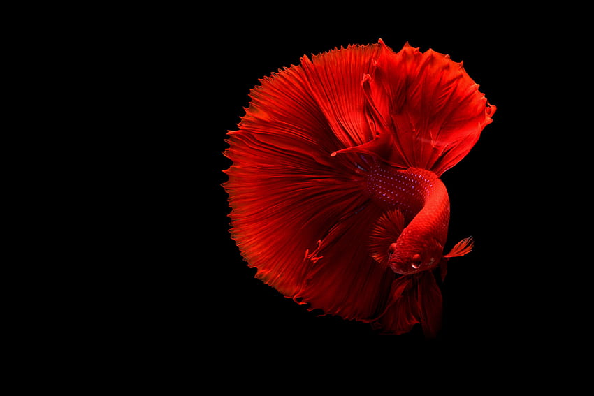 Peixe Betta Vermelho, preto, betta, vermelho, peixe, água papel de parede HD
