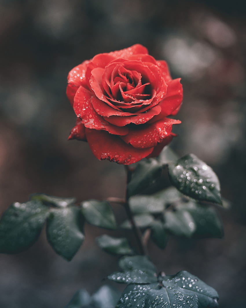Kwiaty, Krople, Kwiat Róży, Róża, Pączek, Łodyga Tapeta na telefon HD