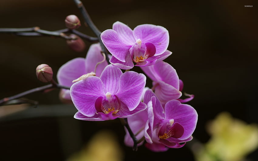 Purple orchids - Flower, Purple Orchid Flowers HD wallpaper