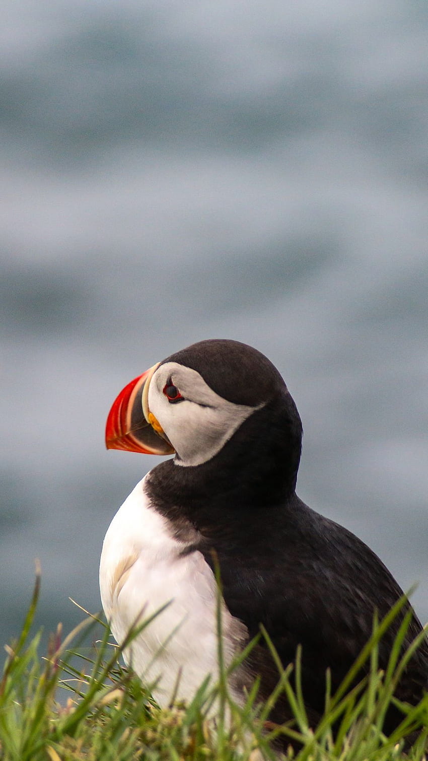 Puffins » Kayak and Puffins