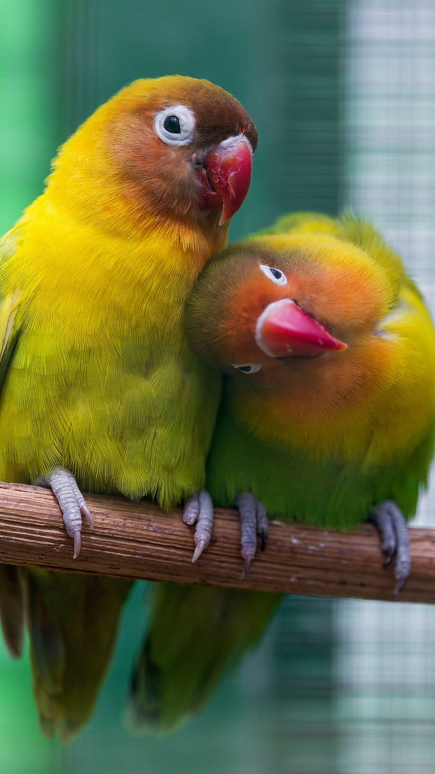 Ptaki miłości, romantyczne ptaki Tapeta na telefon HD