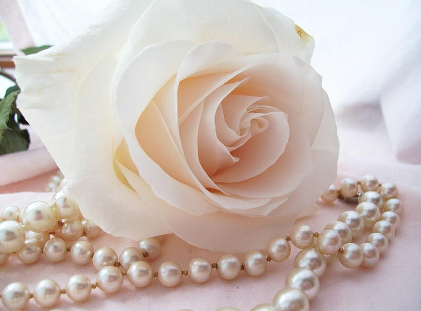 Beads, Flowers, Flower, Rose Flower, Rose, Bud, Close-Up, Tenderness, Pearl HD wallpaper