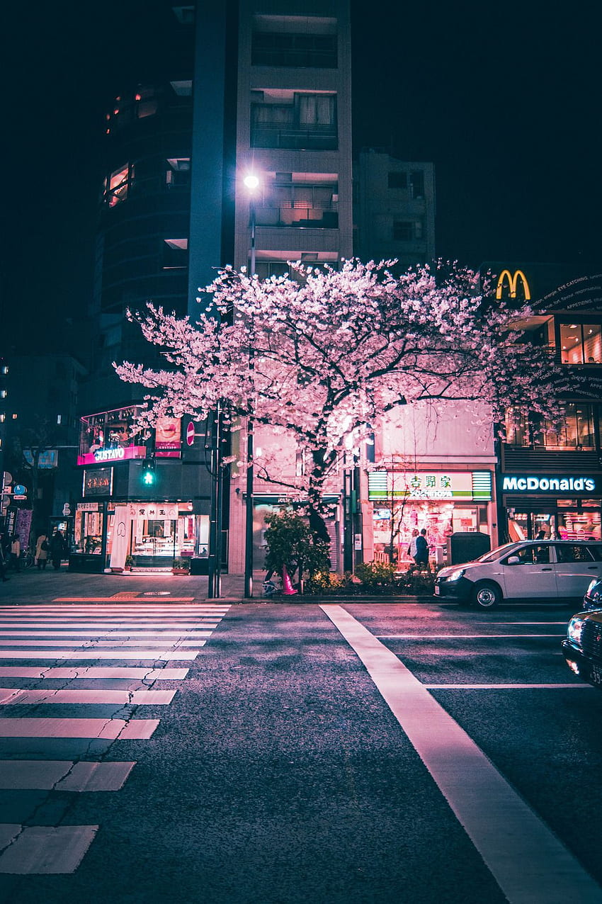 Árbol De Sakura, Japón, Flor De Cerezo fondo de pantalla del teléfono