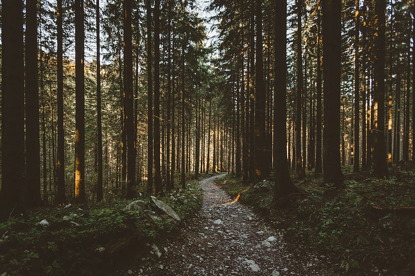 Nature, Trees, Forest, Path, Sunlight HD wallpaper