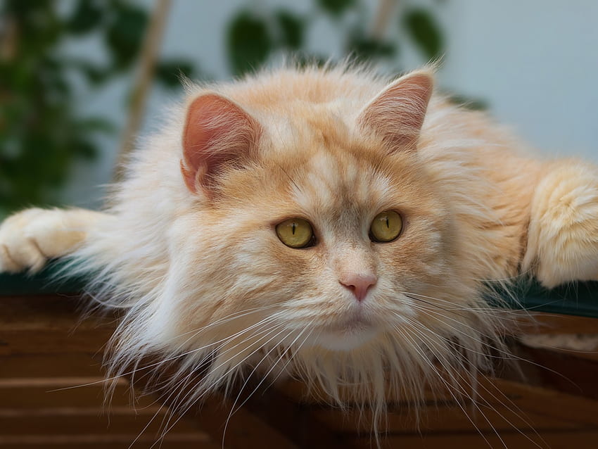 Gato rojo esponjoso, kote, animal, bozal, gato, mirada, ojos, mullido fondo de pantalla