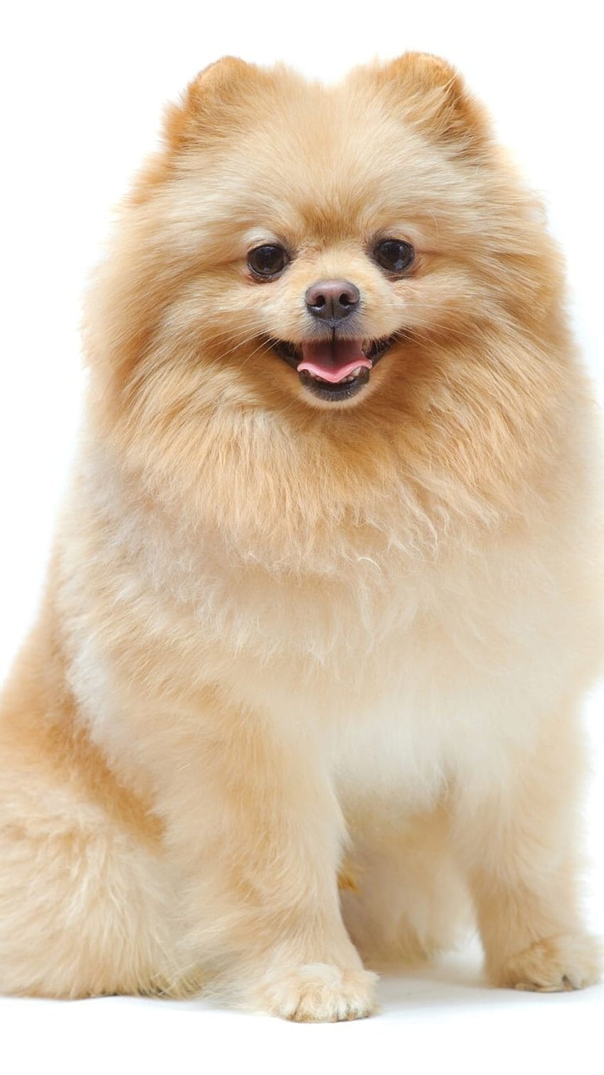 Pomeranian, dog, animal, pet, brown, HD phone wallpaper | Peakpx