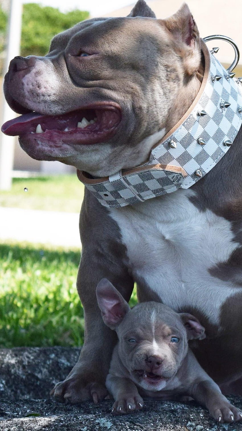 Pitbull Dog, Grey Pitbull, Pitbull HD phone wallpaper | Pxfuel
