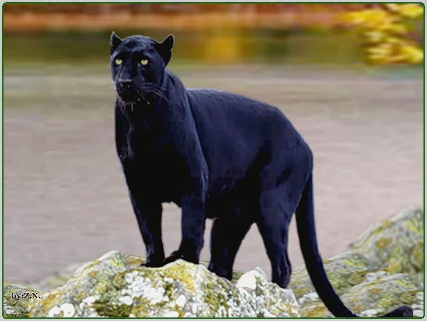Czarny Jaguar. Piękne istoty Tapeta HD