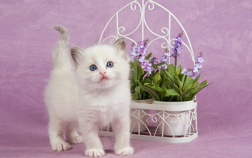 Lovely Ragdoll Kitten, gattino, ragdoll, carino, fiori, adorabile, pentole Sfondo HD