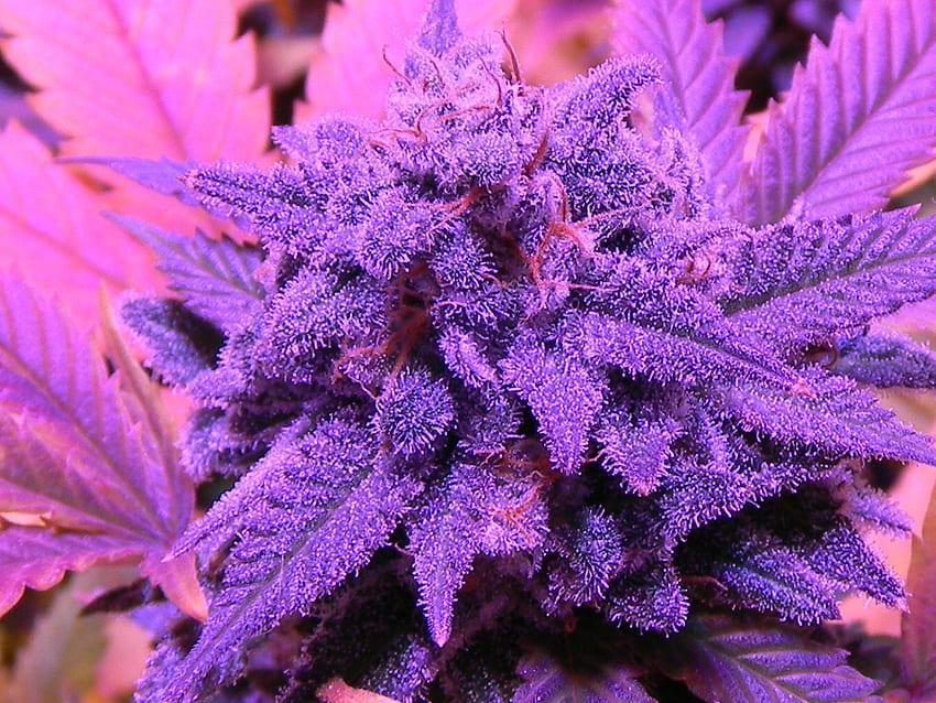 Cannabis für Tumblr, Purple Weed HD-Hintergrundbild