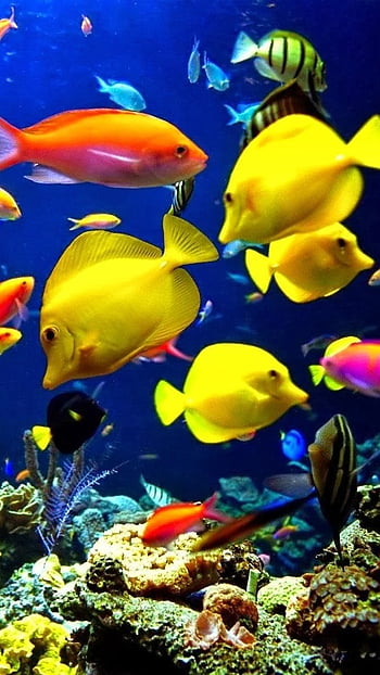 Animated fish aquarium bubbles 3D [1680x1050] for your , Mobile & Tablet,  neon fish HD wallpaper | Pxfuel