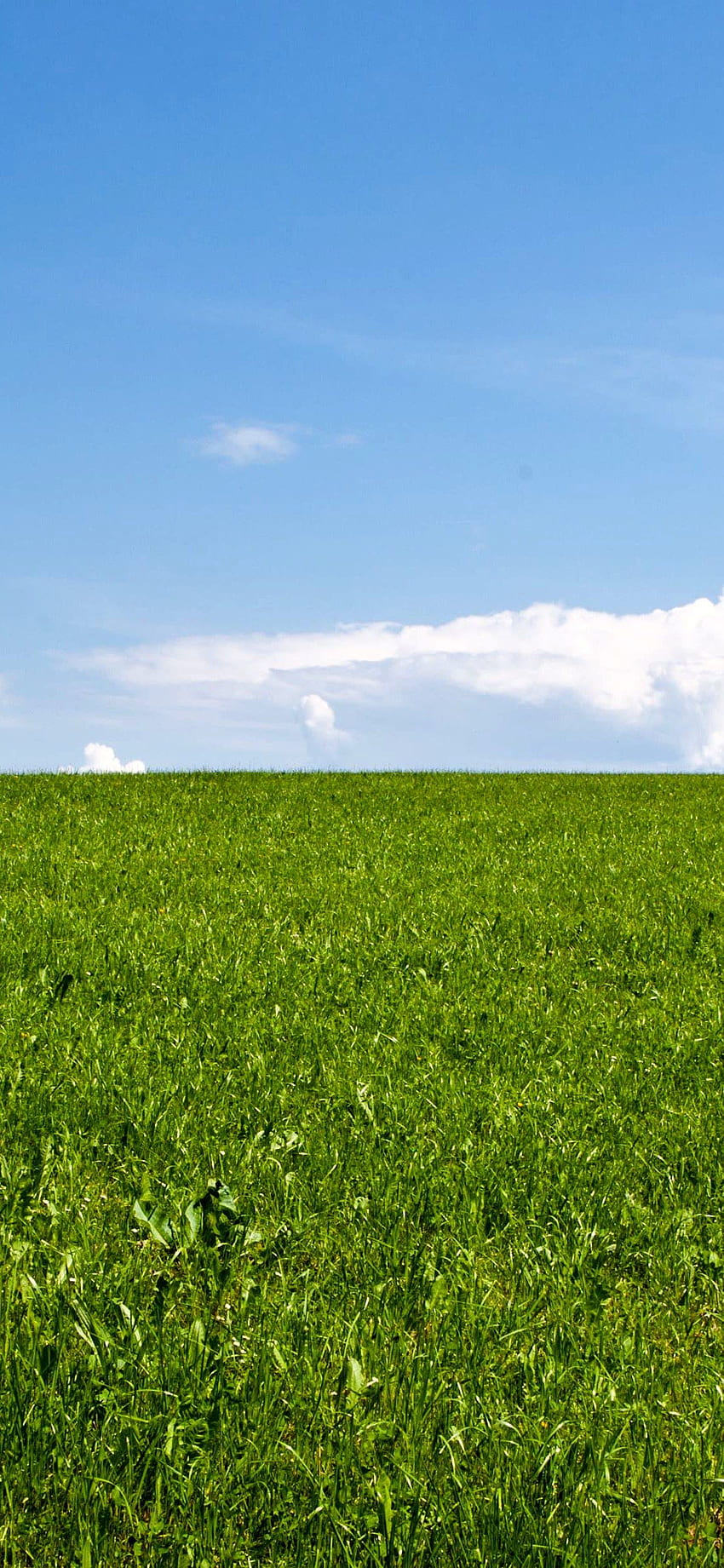 ทุ่งหญ้าสีเขียว ก้อนเมฆ หญ้าสีฟ้า iPhone X . วาดหญ้า, หญ้า, พื้นหญ้าไร้ตะเข็บ, ทุ่งหญ้า วอลล์เปเปอร์โทรศัพท์ HD