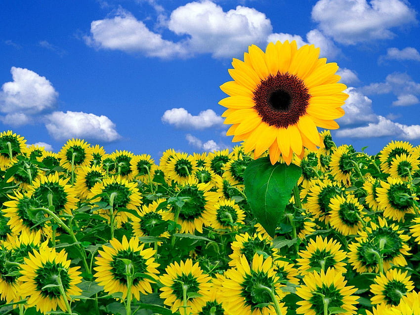 Sunflower, Green Sunflower HD wallpaper | Pxfuel