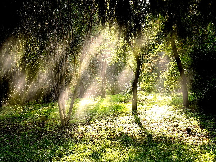 MAGISCHER MORGEN, Morgen, Sonnenstrahlen, Glanzstaub, Wald, Glitzer HD-Hintergrundbild
