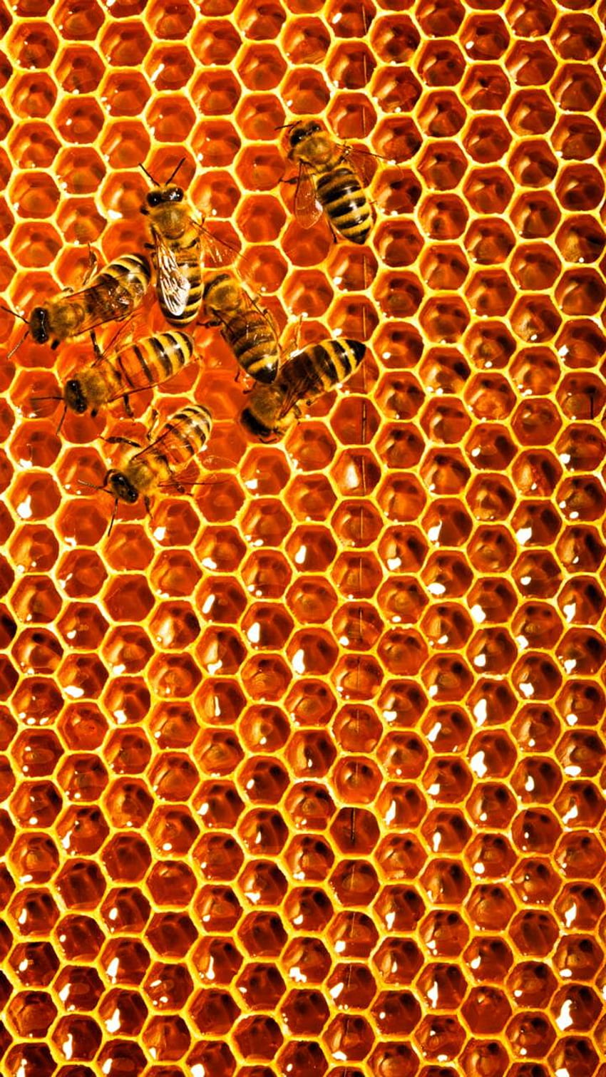 Beehive HD phone wallpaper