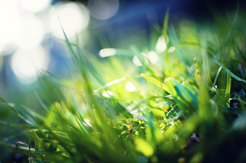 Gras, Makro, Blendung, Glanz, Licht, Farbe, gefettet, verschmiert HD-Hintergrundbild