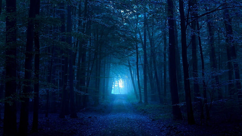Orman: Koyu Mavi Orman Yolu 16:9 Yükseklik için Büyük Boy HD duvar kağıdı