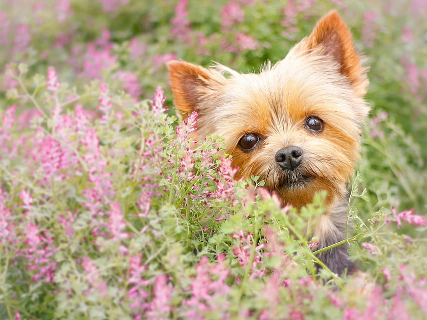Animali, fiori, museruola, cucciolo, Yorkshire Terrier Sfondo HD