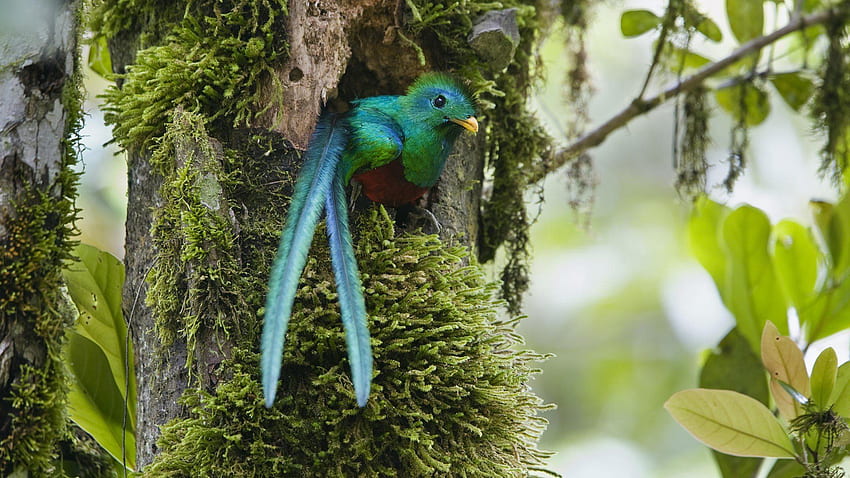 Nature Costa Rica duplicate Quetzal . . 280854. UP HD wallpaper