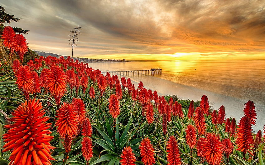 Sunset Clouds Vera Sky Sand Flowers Yellow Aloe Red Green Sea Dock, Beach Flower HD wallpaper