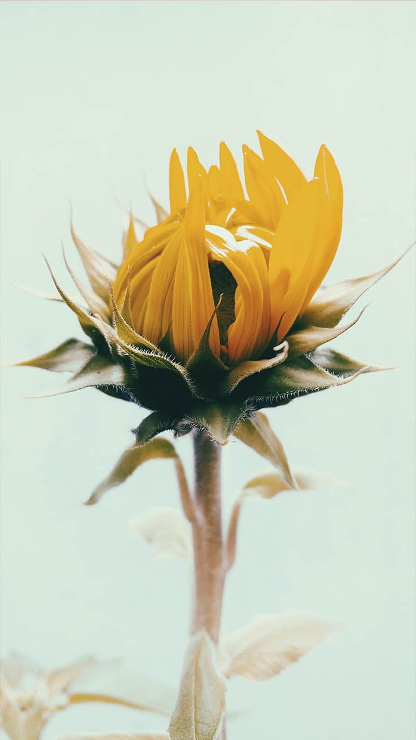 Sonnenblume iPhone - Zitate zur psychischen Gesundheit Sonnenblume - HD-Handy-Hintergrundbild