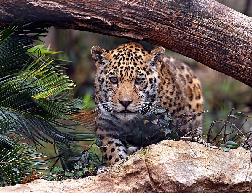 Wild and furious, predator, leopard HD wallpaper