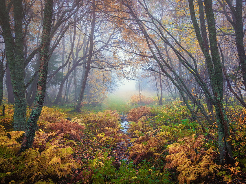 秋の森の魔法の色 トロンヘイム ノルウェー 風景 自然 ウルトラ コンピュータ ノートパソコン タブレット 携帯電話用 高画質の壁紙