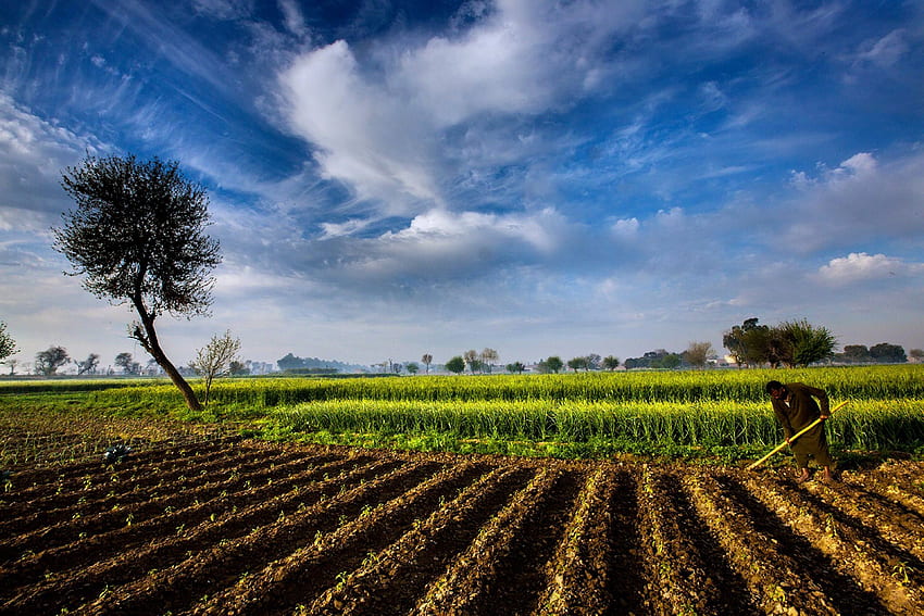 Landwirtschaft Bauernhof Landschaft Natur Himmel Landschaft Pakistan Field, Farm Landscapes HD-Hintergrundbild
