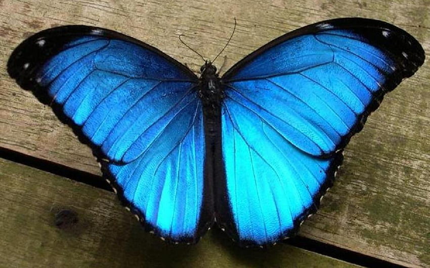 Beautiful morpho blue butterfly HD wallpaper