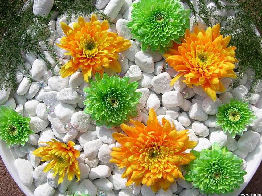 Combinazione luminosa, foglie, giallo, verde, ciottoli, fiori Sfondo HD