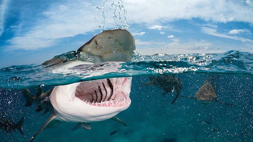 The 9 Most Shark-Infested Beaches On Earth - AZ Animals