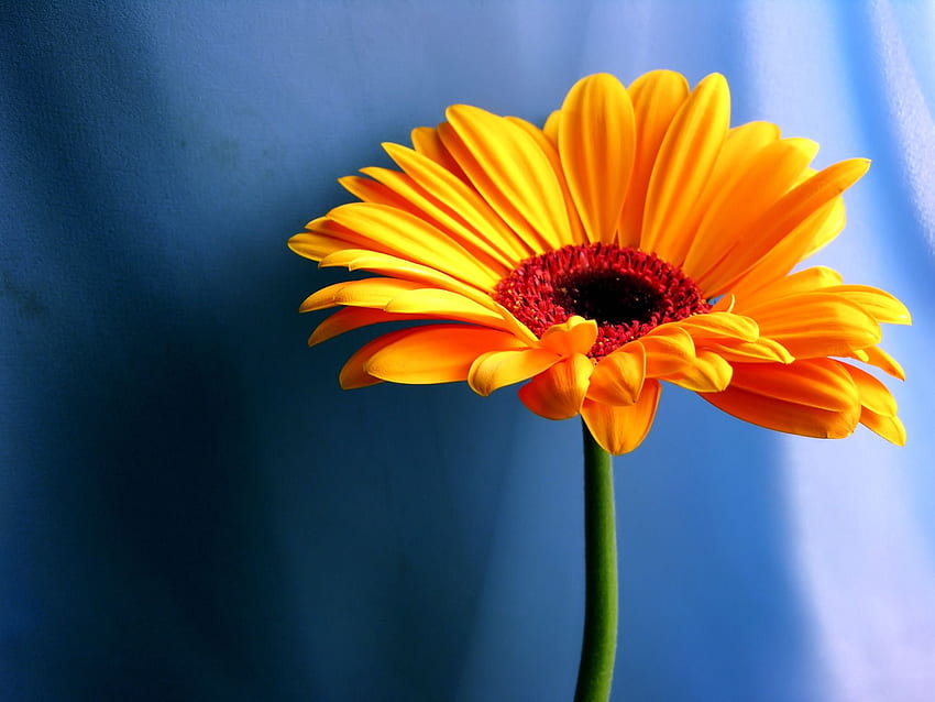 fleur d'oranger fleurs nature 1920 1440 1665jpg [] pour votre , Mobile & Tablet. Explorez Orange Floral . Fleurs pour , Vintage Floral Fond d'écran HD