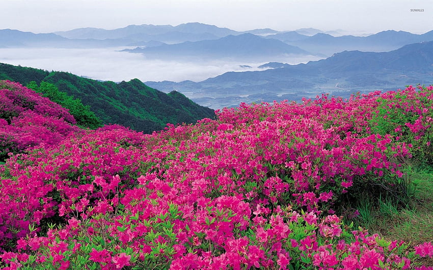 Erstaunliche rosa Blumen auf dem Hügel - Natur, Bergstation HD-Hintergrundbild