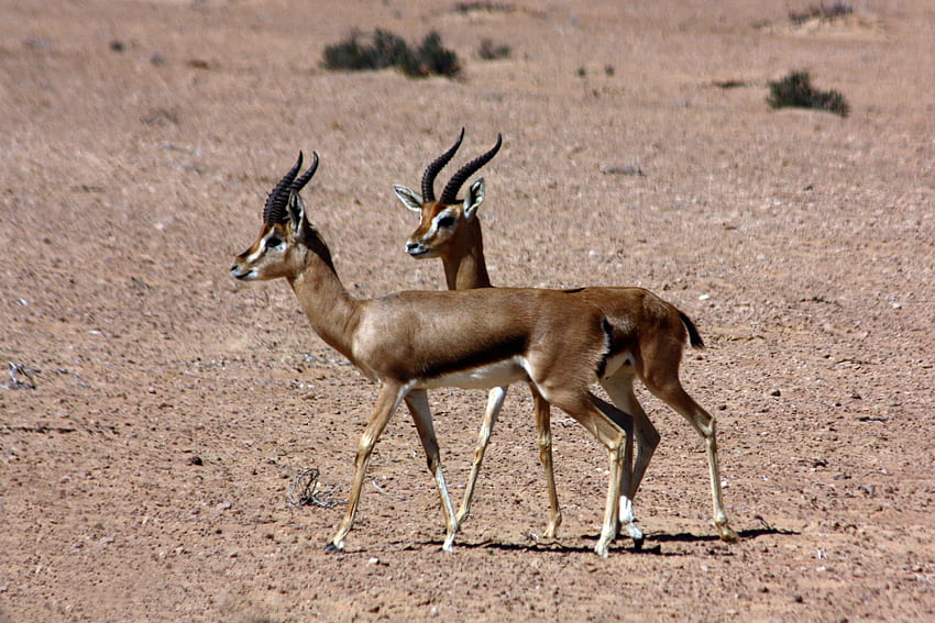 The Mountain Gazelle – A Stamp A Day HD wallpaper