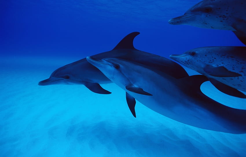 Animali, Delfini Sfondo HD