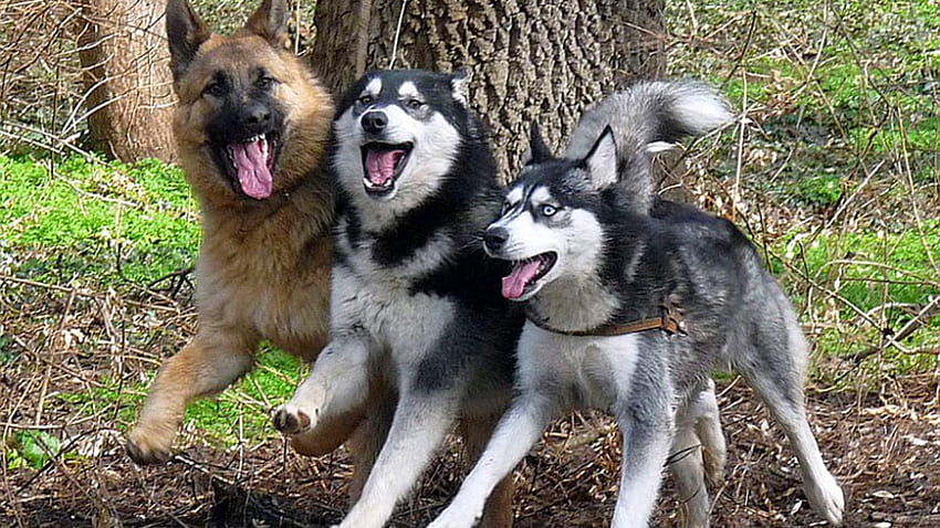 3 amigos, pastor alemão, malmute do alasca, animais de estimação, husky siberiano, lobo papel de parede HD