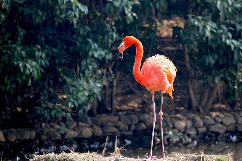 Animals, Flamingo, Bird, Color HD wallpaper