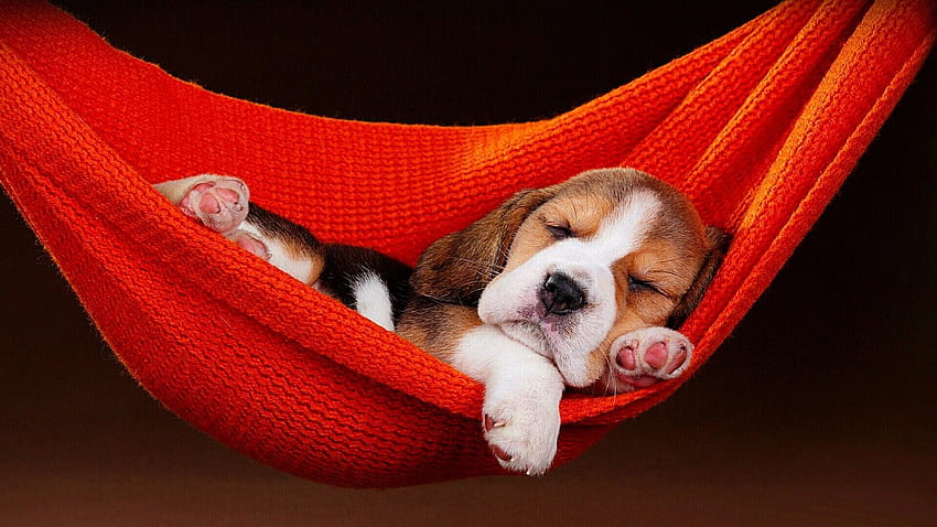 Beagle Puppies, Funny Beagle HD wallpaper