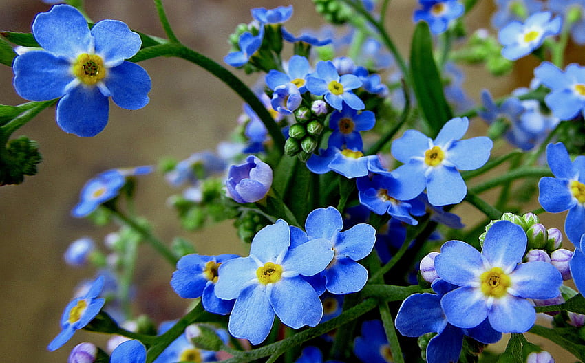Прекрасни незабравки цветя, сини, красиви, не ме подправяй, природа, цветя HD тапет